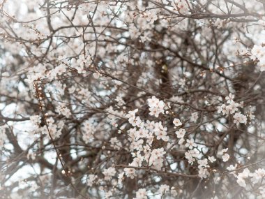 Spring blooming tree with white flowers, natural background and wallpaper . High quality photo