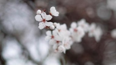 Spring blooming tree branches with white flowers  ,natural background 