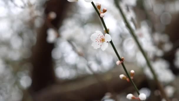 Spring Mekar Cabang Pohon Dengan Bunga Putih Latar Belakang Alam — Stok Video
