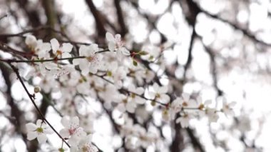 Spring blooming tree branches with white flowers  ,natural background 
