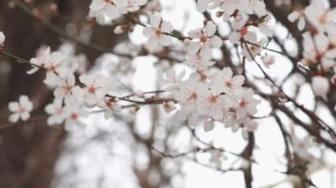 Spring blooming tree branches with white flowers  ,natural background 