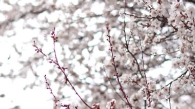 Spring blooming tree branches with white flowers  ,natural background 