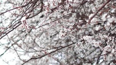 Spring blooming tree branches with white flowers  ,natural background 