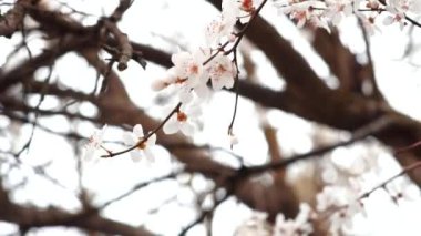 Spring blooming tree branches with white flowers  ,natural background 