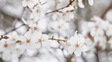 Spring blooming tree branches with white flowers  ,natural background 
