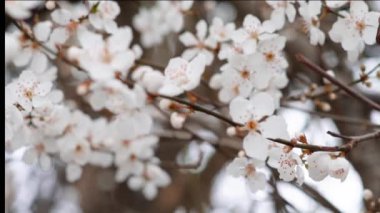 Spring blooming tree branches with white flowers  ,natural background 