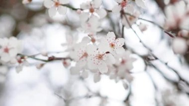 Spring blooming tree branches with white flowers  ,natural background 