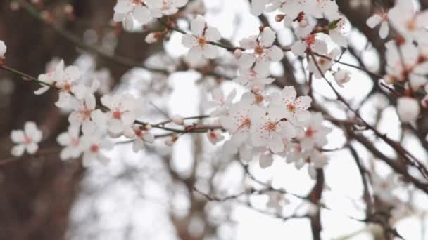 Весной Цветут Ветви Деревьев Белыми Цветами Естественный Фон — стоковое видео
