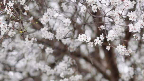 Spring Blooming Tree Branches White Flowers Natural Background — Stok video