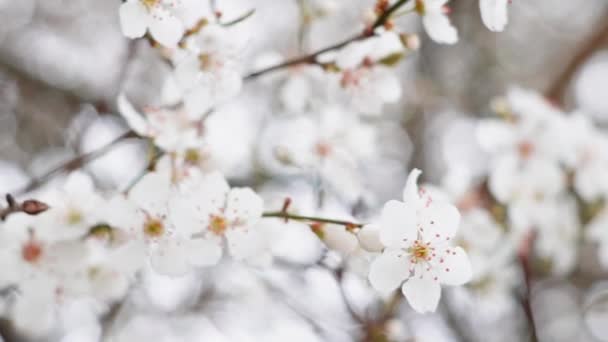 Весняні Гілки Квітучого Дерева Білими Квітами Природний Фон — стокове відео