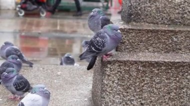 Şehir parkındaki gri güvercin sürüsü ilkbaharda yağmurun altında yürüyor, şehir kuşları. 4k görüntü