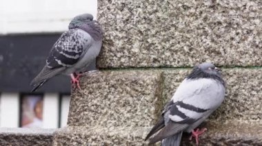 Şehir parkındaki gri güvercin sürüsü ilkbaharda yağmurun altında yürüyor, şehir kuşları. 4k görüntü