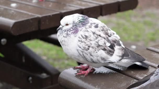 Стая Серых Голубей Городском Парке Гуляющих Дождем Весной Городские Птицы — стоковое видео