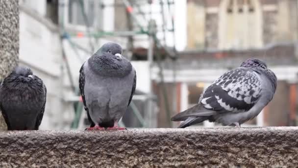 Şehir Parkındaki Gri Güvercin Sürüsü Ilkbaharda Yağmurun Altında Yürüyor Şehir — Stok video