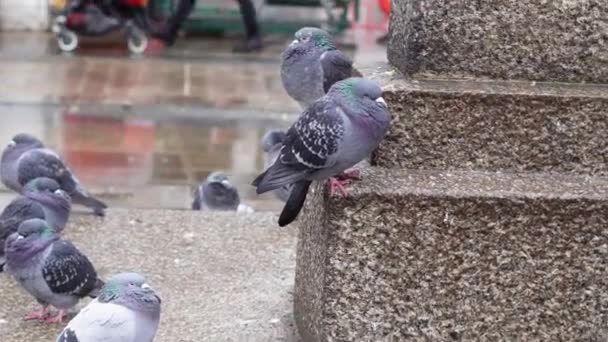 Troupeau Pigeons Gris Dans Parc Ville Marchant Sous Pluie Printemps — Video