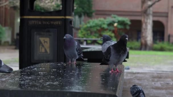 Rebanho Pombos Cinzentos Parque Cidade Caminhando Sob Chuva Primavera Pássaros — Vídeo de Stock