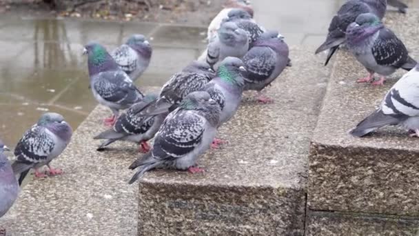 Flock Grey Pigeons Town Park Walking Rain Spring City Birds — Stock Video