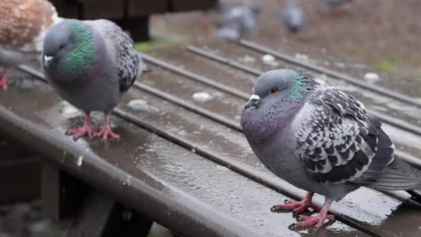 Şehir Parkındaki Gri Güvercin Sürüsü Ilkbaharda Yağmurun Altında Yürüyor Şehir — Stok video