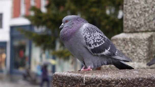 Стая Серых Голубей Городском Парке Гуляющих Дождем Весной Городские Птицы — стоковое видео