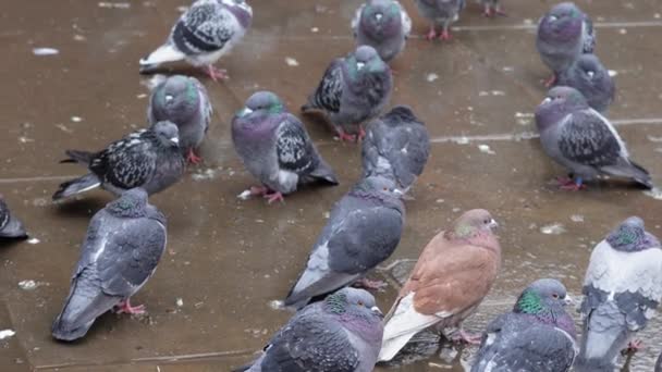 Grå Duvor Stadsparken Vandrar Regnet Våren Stadsfåglar Bilder — Stockvideo