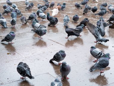 Kasaba parkındaki gri güvercin sürüsü ilkbaharda yağmurun altında yürüyor, şehir kuşları.. 