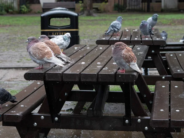 Flock Grey Pigeons Town Park Walking Rain Spring City Birds — Stock Photo, Image