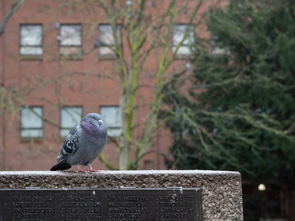 Стая Серых Голубей Городском Парке Гуляет Дождем Весной Городские Птицы — стоковое фото