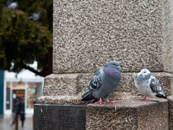 Troupeau Pigeons Gris Dans Parc Ville Marchant Sous Pluie Printemps — Photo