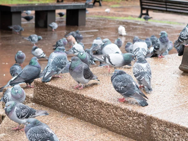Schar Der Grauen Tauben Stadtpark Die Frühling Unter Dem Regen — Stockfoto