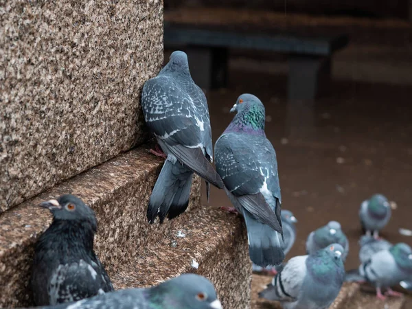 Schar Der Grauen Tauben Stadtpark Die Frühling Unter Dem Regen — Stockfoto