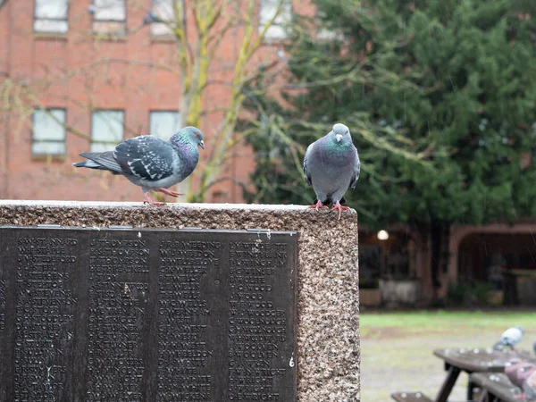 봄에는 도시의 공원에서 비둘기 다닌다 — 스톡 사진