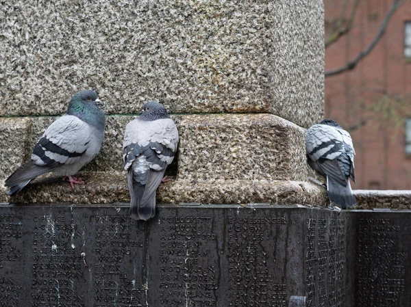 城市公园里成群的灰鸽子在春天的雨中漫步 城市的鸟儿 — 图库照片
