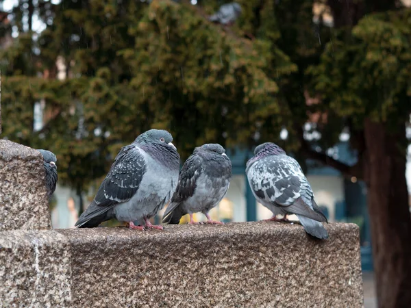 Grå Duvor Stadsparken Vandrar Regnet Våren Stadsfåglar — Stockfoto