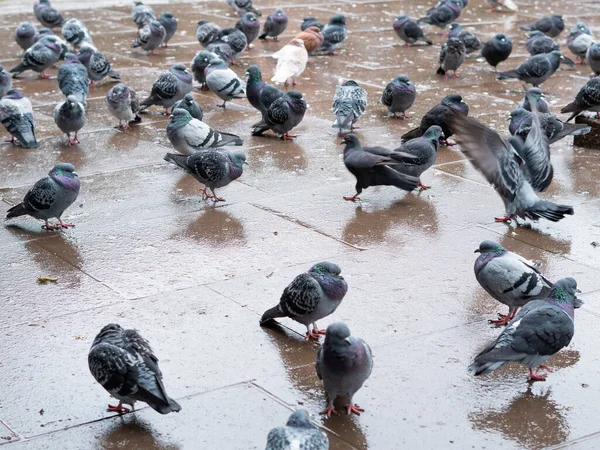 stock image Flock of grey pigeons in the town park walking under the rain in spring ,city birds. 