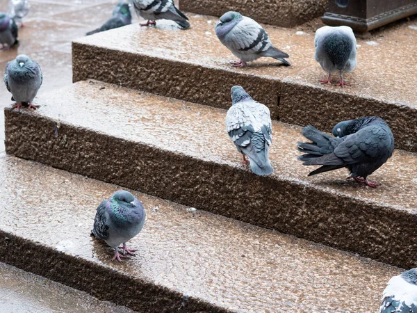 Стая Серых Голубей Городском Парке Гуляет Дождем Весной Городские Птицы — стоковое фото