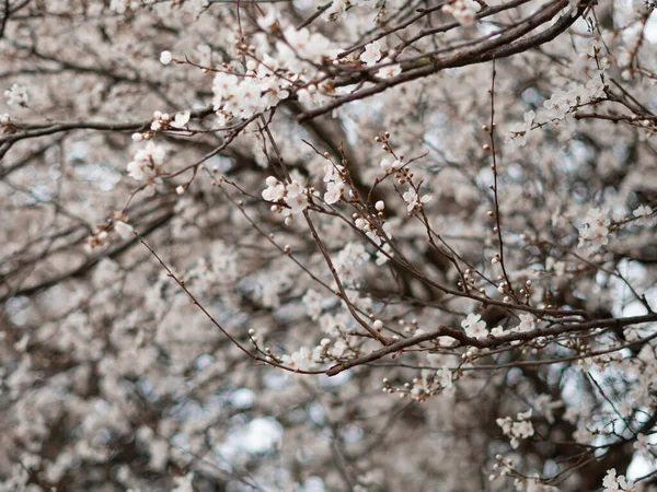Jarní Kvetoucí Strom Bílými Květy Přírodním Pozadím Tapetami Kvalitní Fotografie — Stock fotografie
