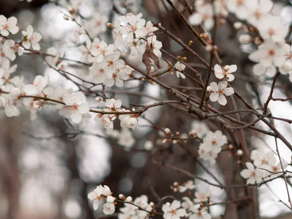 Árbol Floreciente Primavera Con Flores Blancas Fondo Natural Papel Pintado —  Fotos de Stock