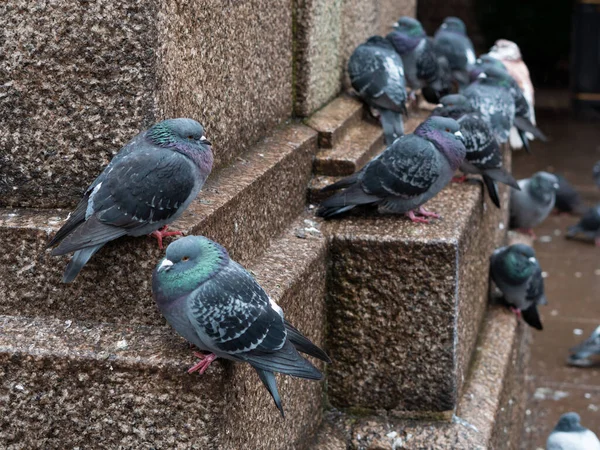 봄에는 도시의 공원에서 비둘기 다닌다 — 스톡 사진