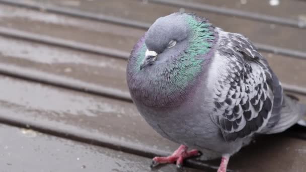 Schar Der Grauen Tauben Stadtpark Die Frühling Unter Dem Regen — Stockvideo
