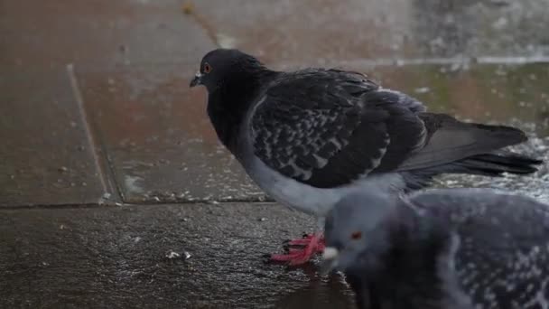 Grå Duvor Stadsparken Vandrar Regnet Våren Stadsfåglar Bilder — Stockvideo