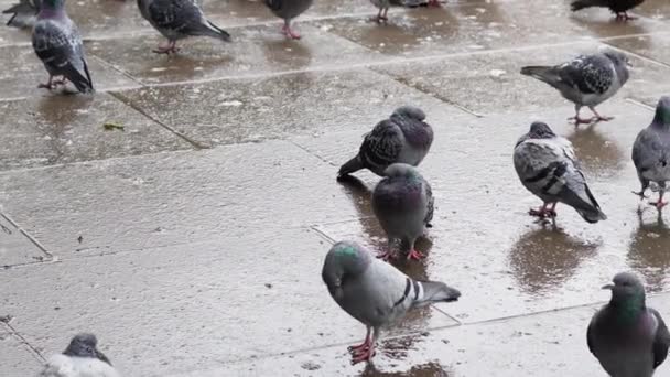 春には雨の下を歩く町の公園で灰色のハトの群れ 都市の鳥 4K映像 — ストック動画