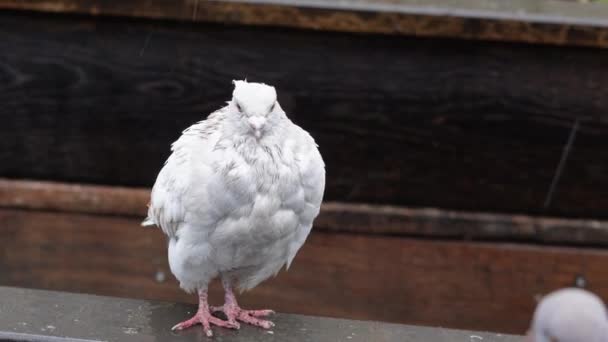 Troupeau Pigeons Gris Dans Parc Ville Marchant Sous Pluie Printemps — Video
