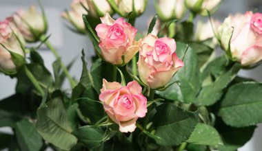 Vazoda pembe güller, yakın plan, doğal çiçek arkaplanı..