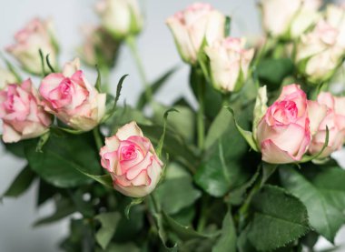 Vazoda pembe güller, yakın plan, doğal çiçek arkaplanı..