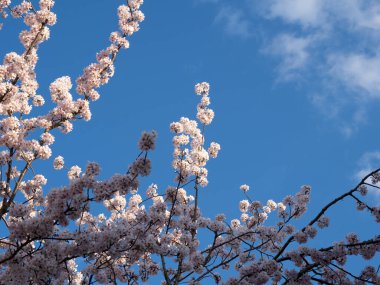 Çiçek açan ağaç arka planına ve duvar kağıdına, ilkbahar zamanına, çiçek açan ağaç brunchlarına yakın dur.