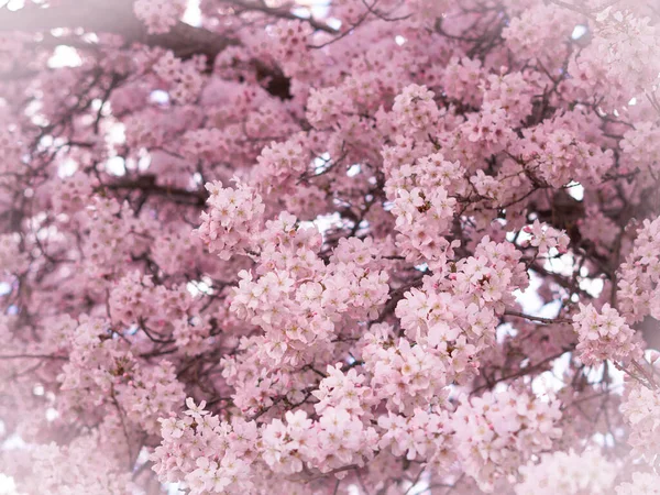 Közelről Virágzó Háttér Tapéta Tavasz Ebédek Virágzó Virágok — Stock Fotó