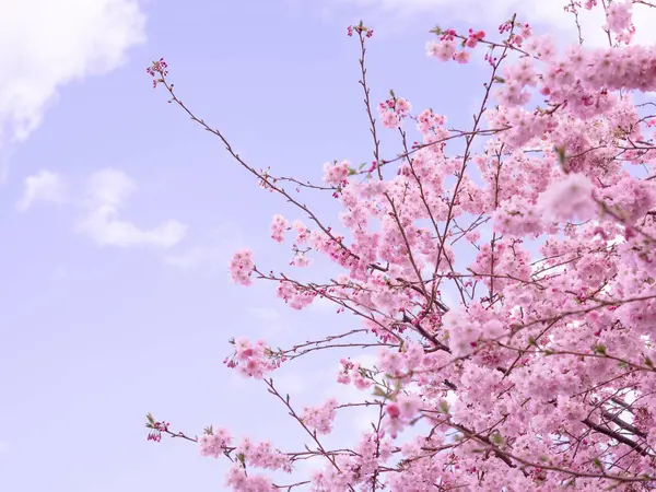 Close Blooming Tree Background Wallpaper Springtime Brunches Tree Blossom Flowers — Stock Photo, Image