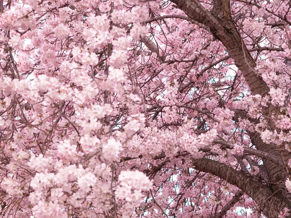 Zblízka Kvetoucího Stromu Pozadí Tapety Jaro Brunches Stromu Květinami — Stock fotografie