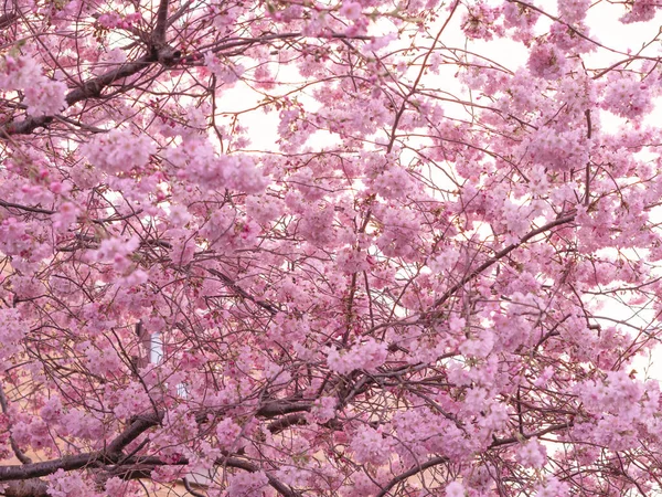 Затемнение Цветущего Фона Дерева Обоев Весна Поздние Завтраки Дереве Цветком — стоковое фото