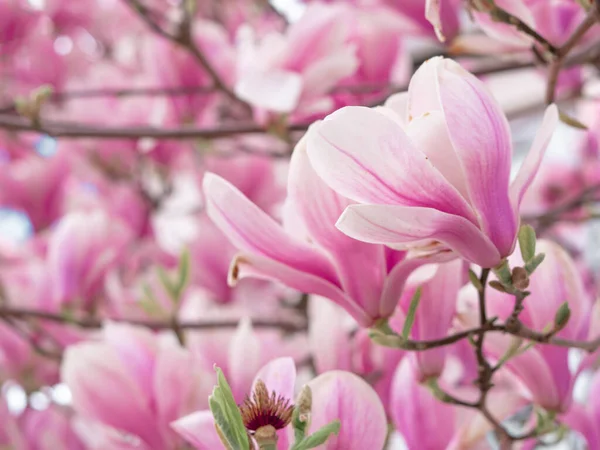 용수철 벽지가 분홍색 꽃피는 나무를 가까이 — 스톡 사진